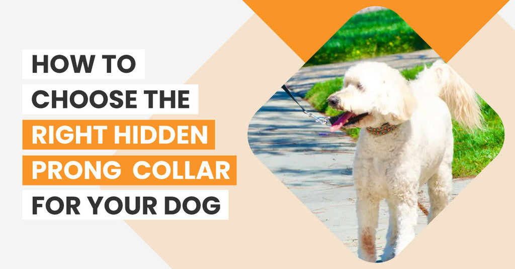 How to Choose the Right Hidden Prong Collar for Your Dog