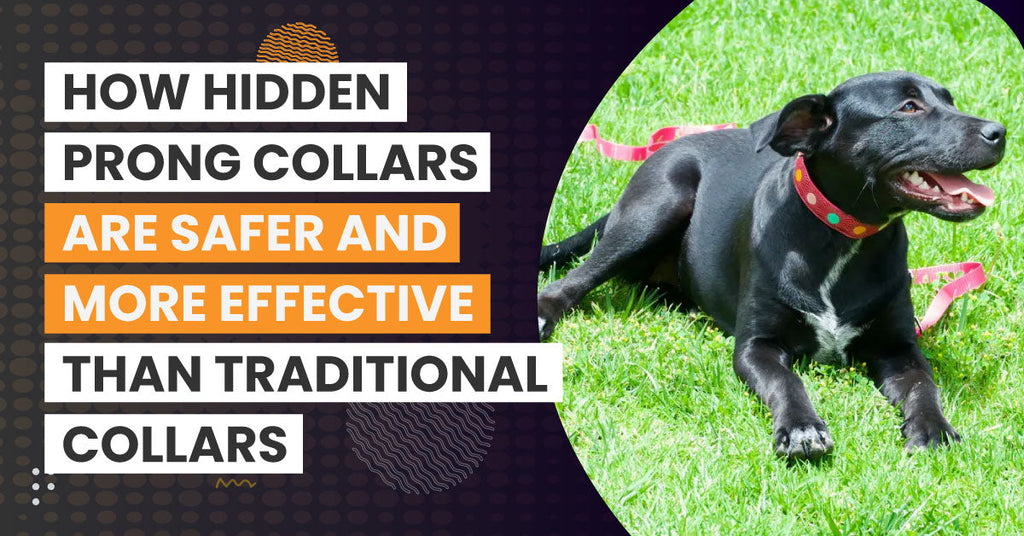 How Hidden Prong Collars Are Safer and More Effective Than Traditional Collars