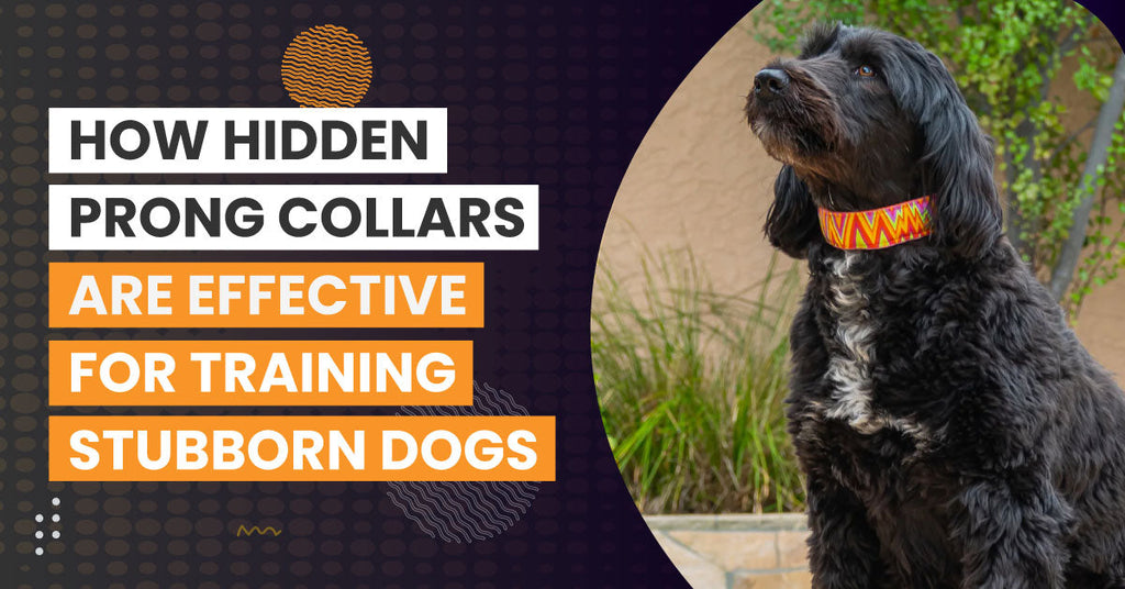 How Hidden Prong Collars Are Effective for Training Stubborn Dogs