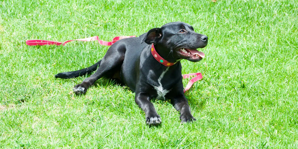 Black Dog Wearing Small Secret Powers Collar