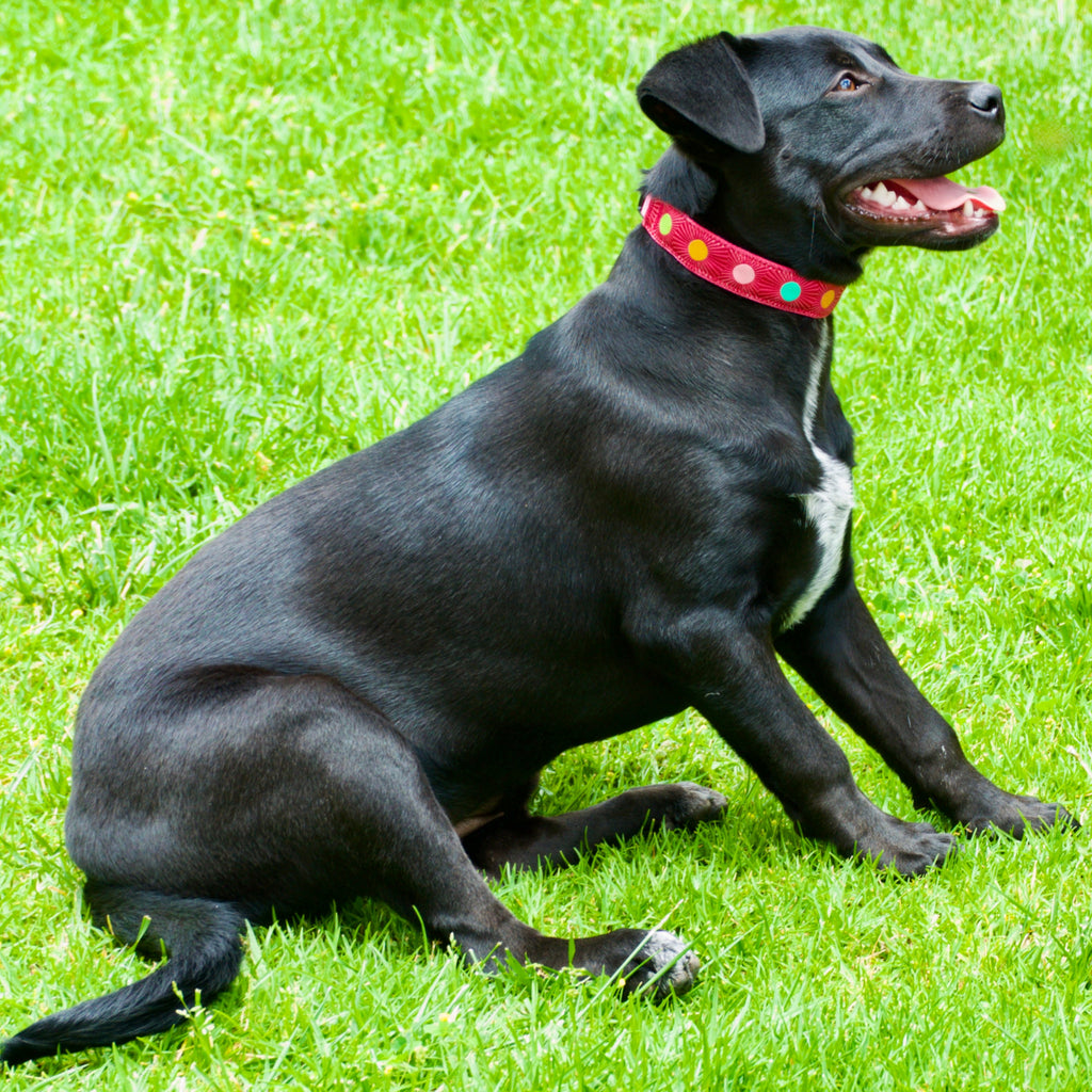 Black dog sitting on a grassy field wearing a colorful hidden prong collar.