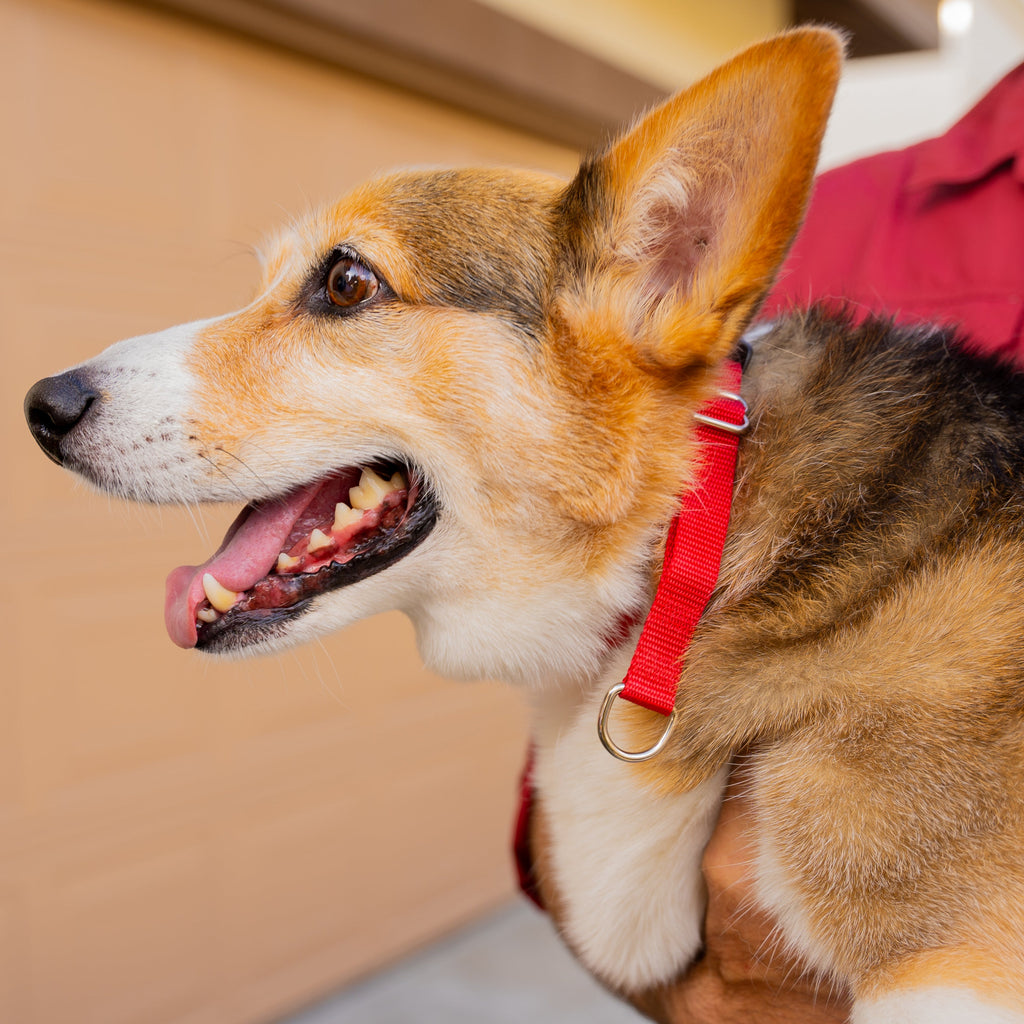 Dog with a red hidden prong collar looking to the side.