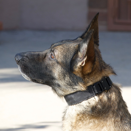 2.3mm Prong PRO Collar with Raptor Buckle – Secret Powers Collar