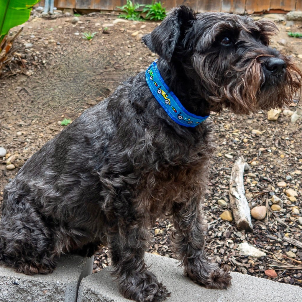 Dog in Blue Secret Powers Collar