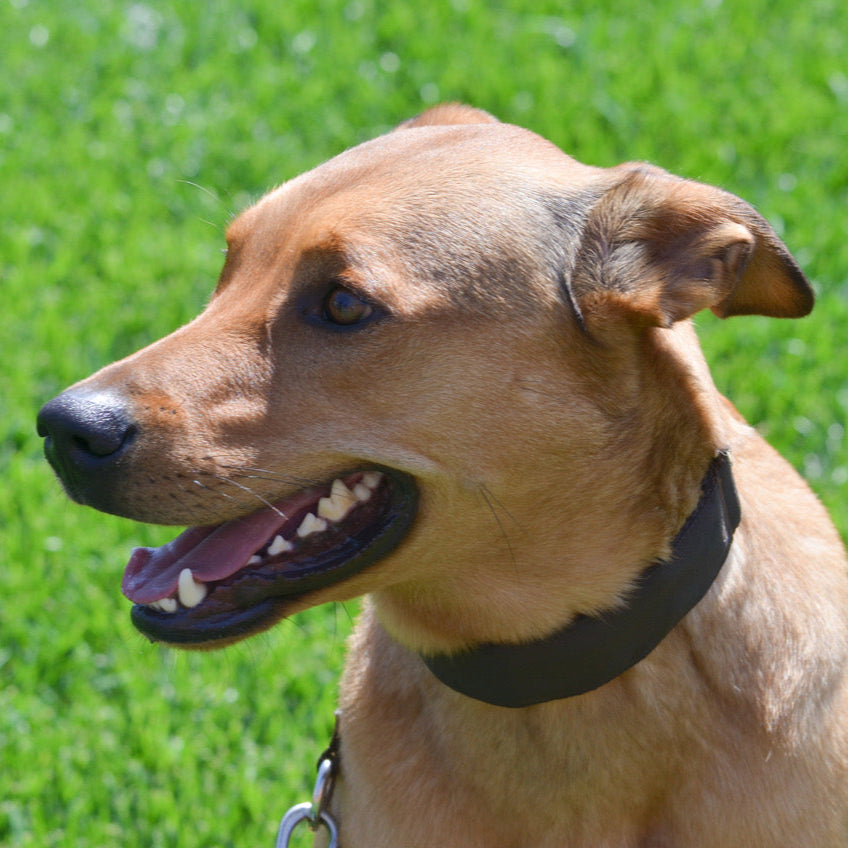 Dog in Brown Secret Powers Collar