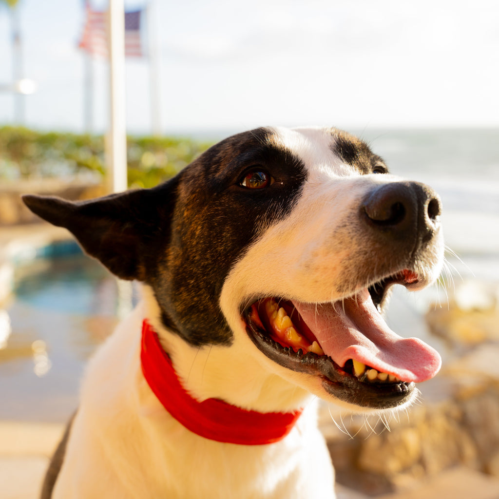 Dog in Red Secret Powers Collar