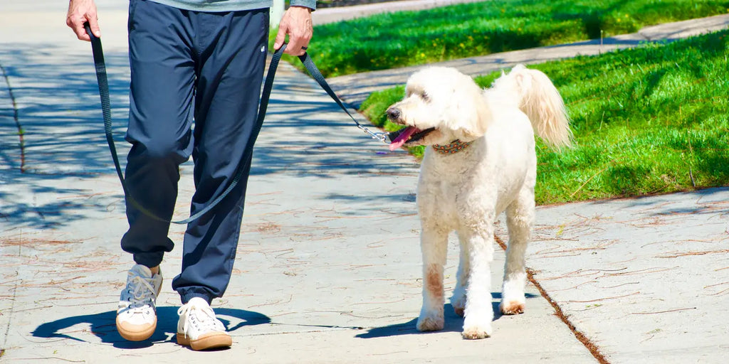 Dog walking on a Secret Powers Collar