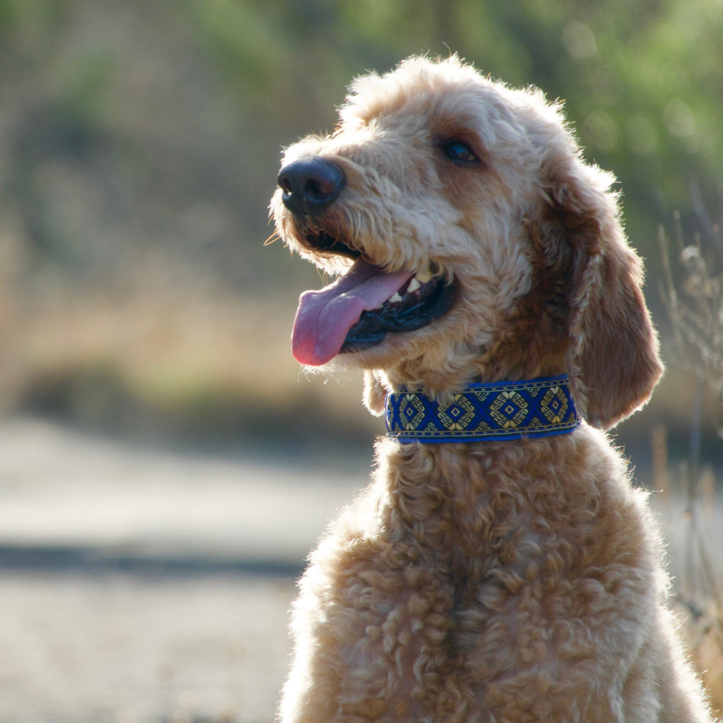 Dog with a blue hidden prong collar standing outdoors with a blurred natural background