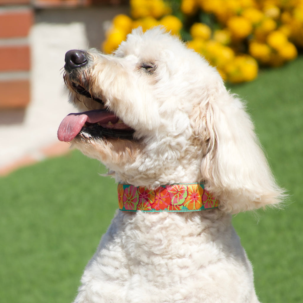 White dog with a colorful hidden prong collar sitting outdoors on grass with flowers in the background