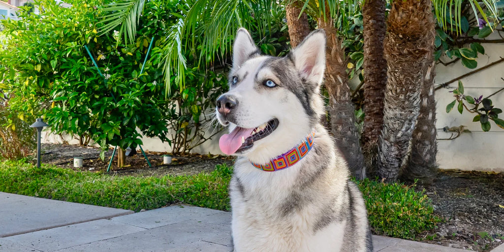 Husky Wearing Large Colorful Secret Powers Collar