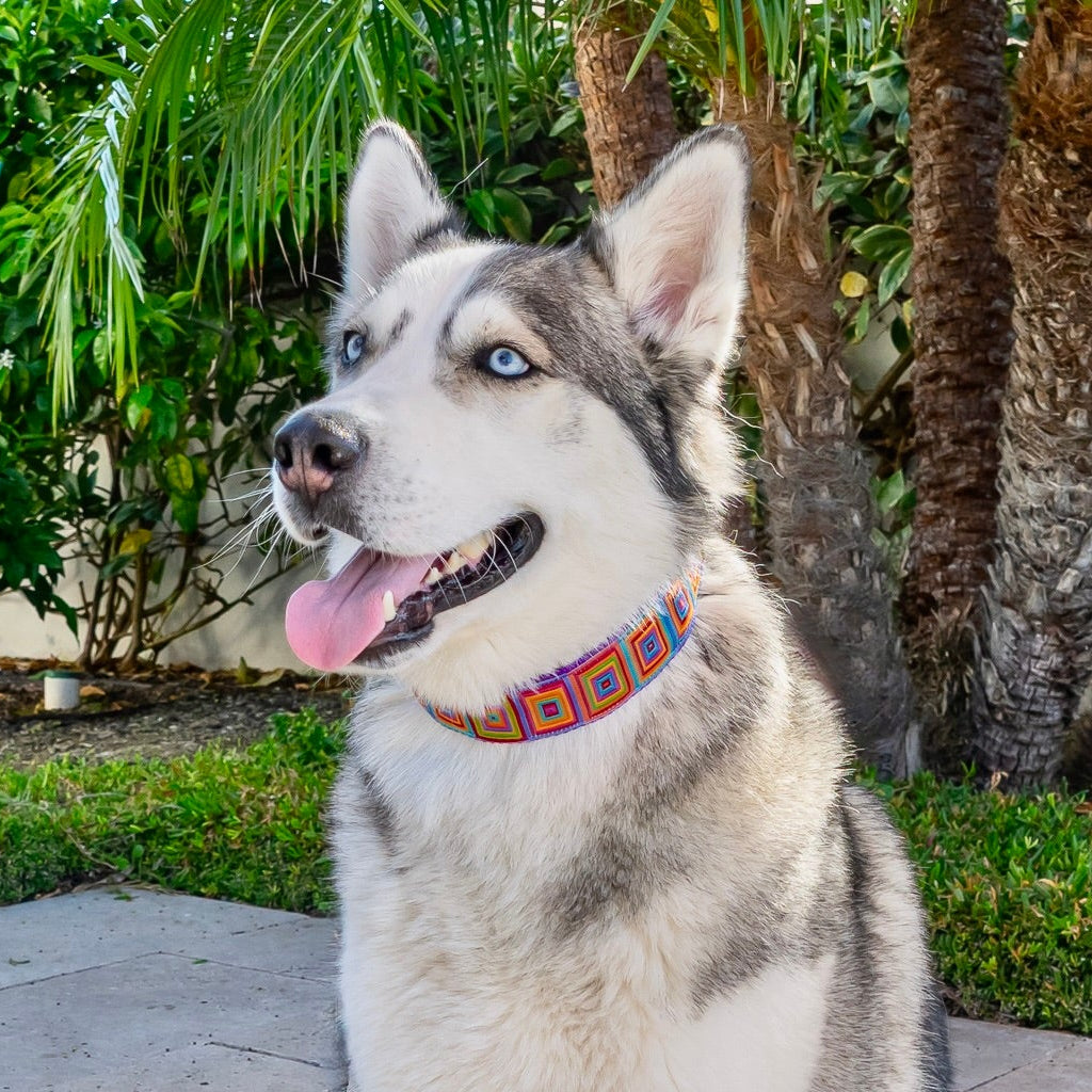 Dog with a colorful hidden prong collar sitting on a sidewalk with greenery in the background