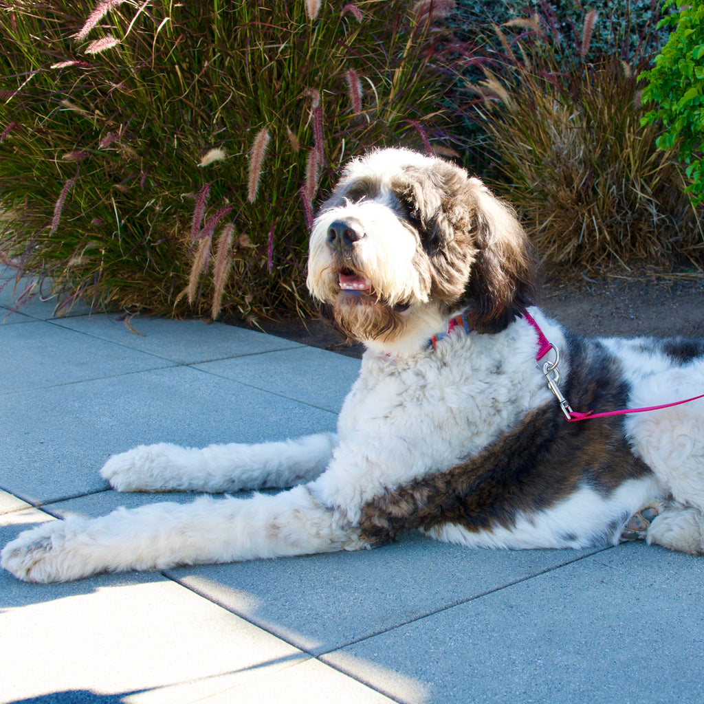 Dog in a Secret Powers Collar lying on a patio with plants in the background