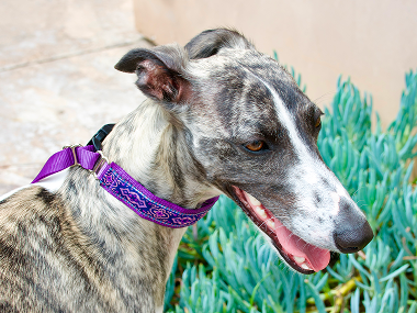Dog wearing a purple hidden prong collar with green plants in the background