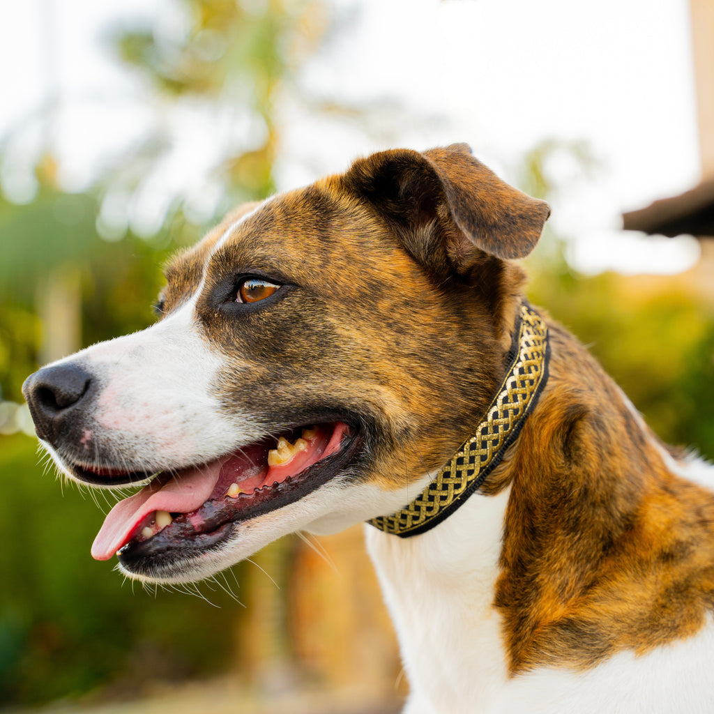 Dog with a gold hidden prong collar outdoors