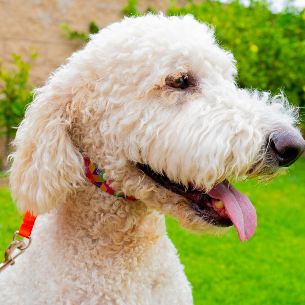 White dog with a colorful hidden prong collar on a grassy background