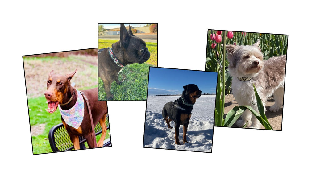 Collage of five photos featuring dogs wearing Secret Powers Collars
